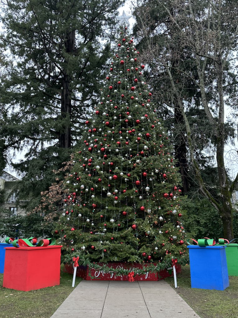 Healdsburg Christmas Tree