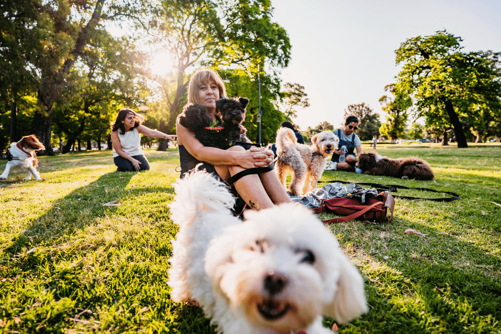 Healdsburg dog friendly community