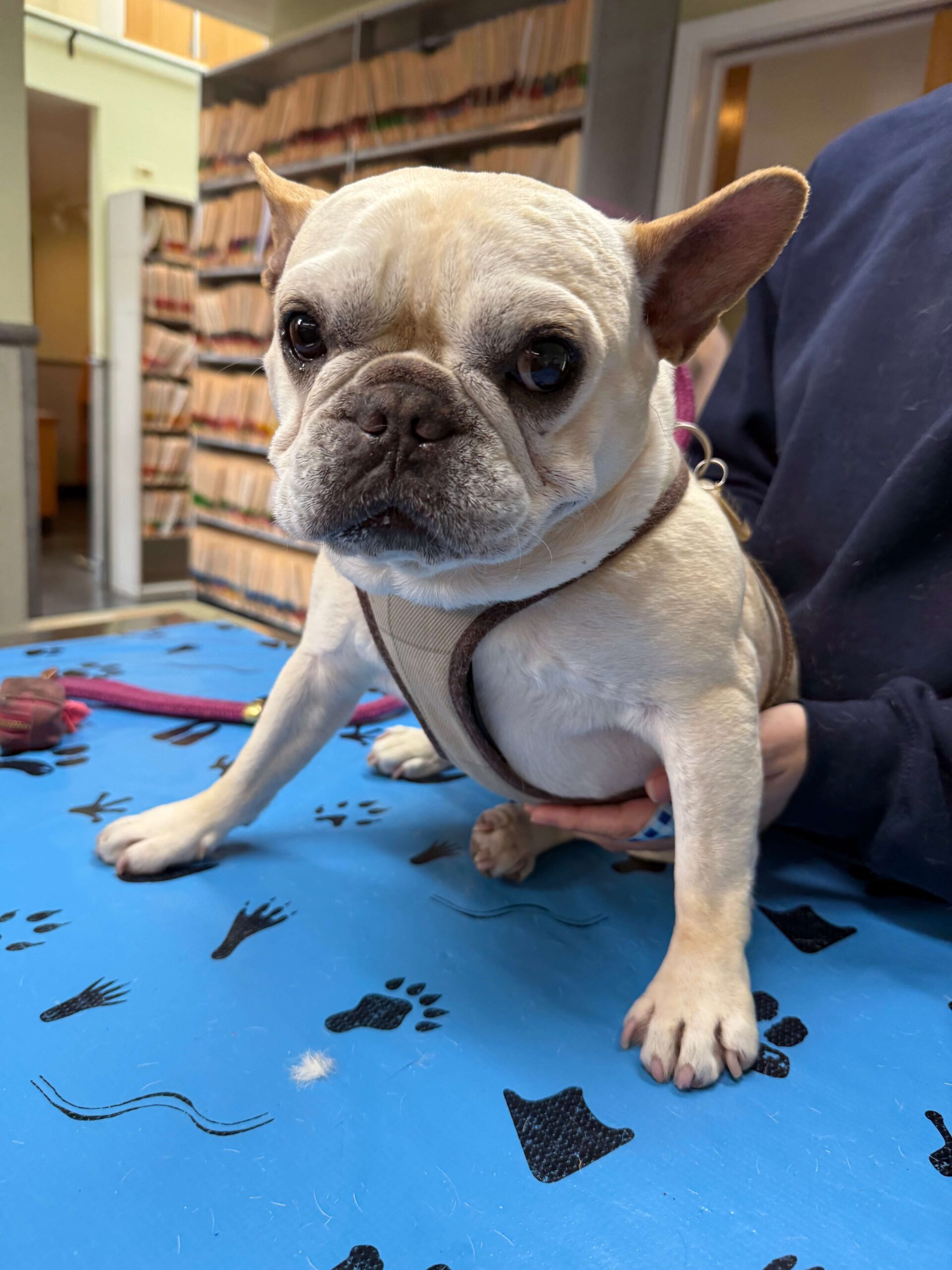 Best Healdsburg Veterinarians