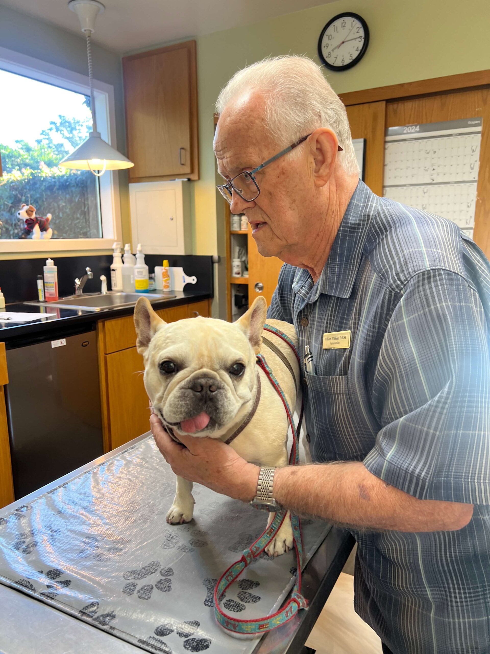 Healdsburg vets for dogs