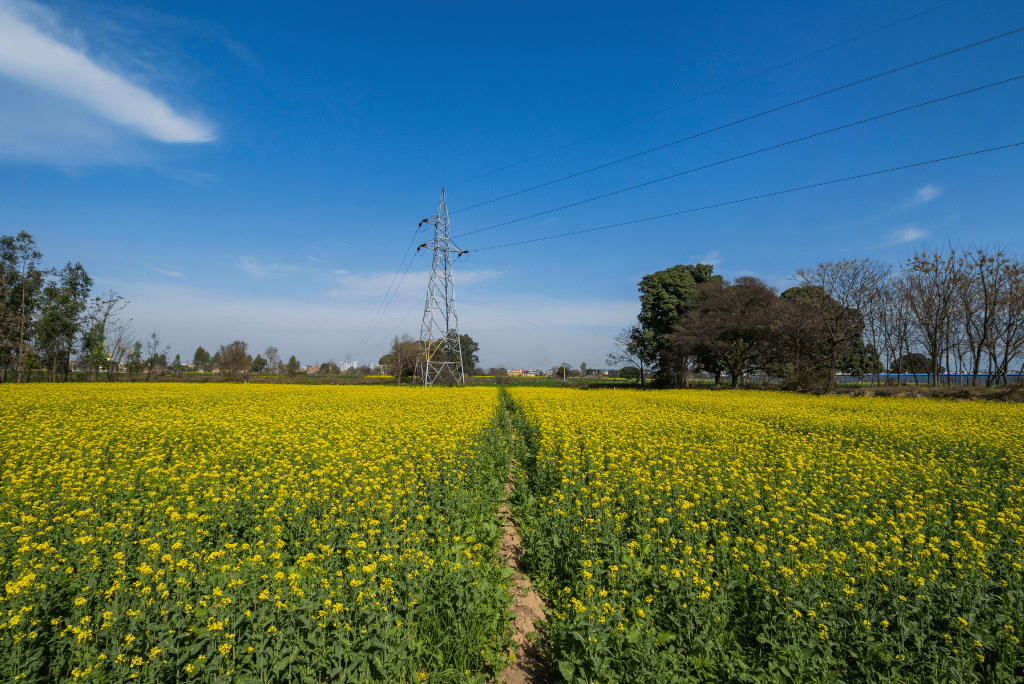 Mustard Season in Winter Sonoma County