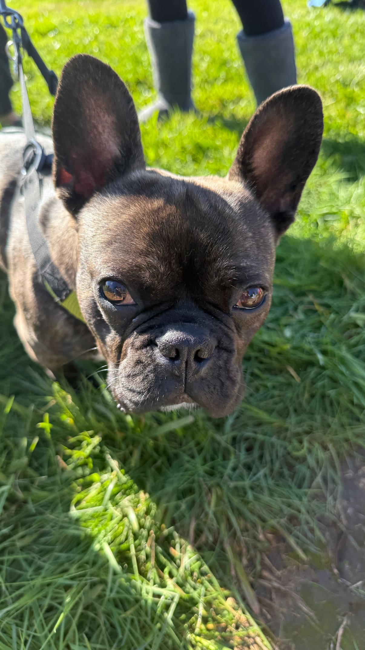 Frenchies of Healsburg Meet up